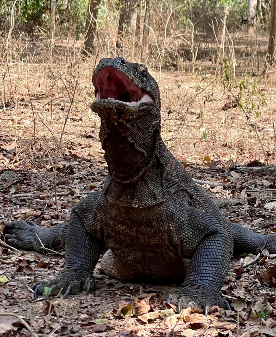 Komodo, Flores